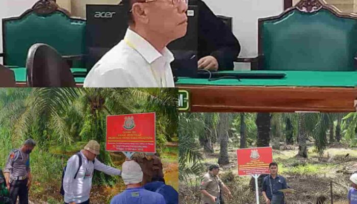 Super Dewa Seorang Akuang: Kebun Sawit Disita, TBS Tetap Dipanen; Divonis 10 Tahun Tapi Tak Dipenjara