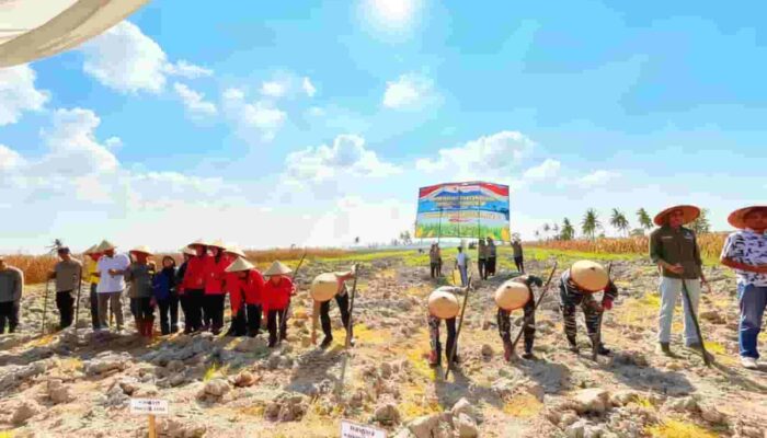 Dukung Ketahanan Pangan Nasional, Polres Tanjungbalai Gelar Tanam Jagung Serentak 2026