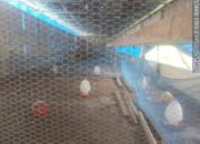 Dana BUMDes Rp155 Juta Diduga Fiktif, Kandang Ayam dan Kolam Lele Desa Jaba Kosong