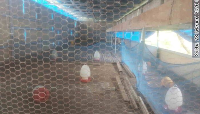 Dana BUMDes Rp155 Juta Diduga Fiktif, Kandang Ayam dan Kolam Lele Desa Jaba Kosong