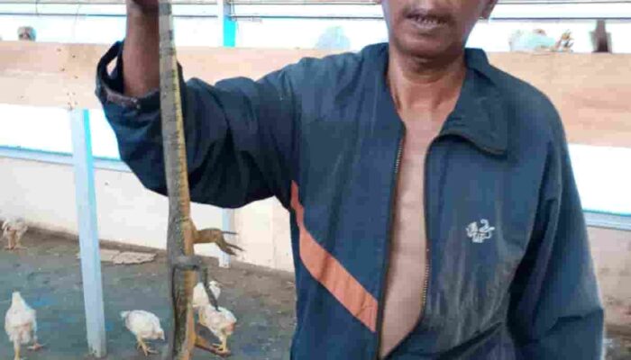 Ayam BUMDes Rp155 Juta Raib, Dalih Dimangsa Biawak — Inspektorat Diminta Audit Direktur BUMDes Desa Jaba