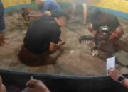 Nodai Ramadan, Judi Sabung Ayam Diduga Bebas Beroperasi di Marelan
