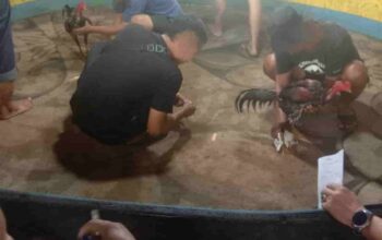 Nodai Ramadan, Judi Sabung Ayam Diduga Bebas Beroperasi di Marelan