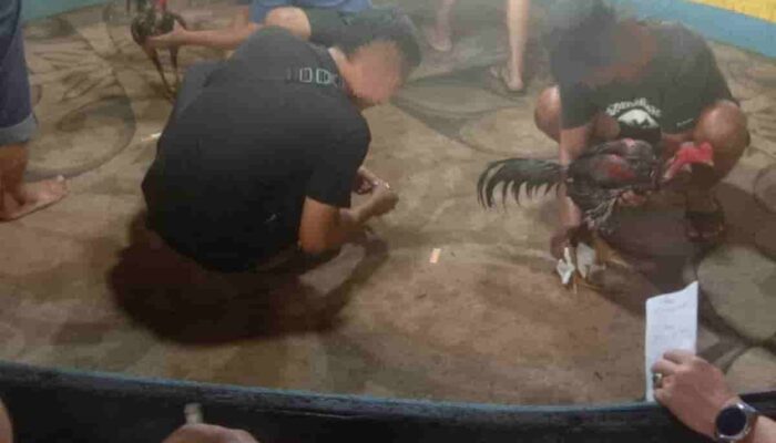Nodai Ramadan, Judi Sabung Ayam Diduga Bebas Beroperasi di Marelan