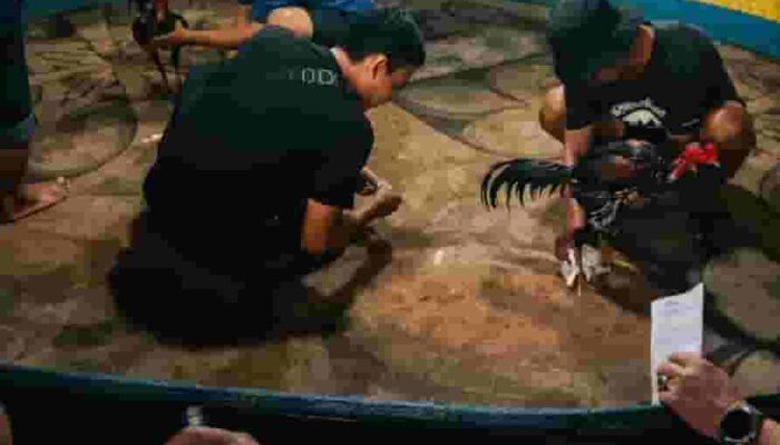Ratusan Media Sorot Judi Sabung Ayam Marelan, Kinerja Polres Pelabuhan Belawan Dipertanyakan