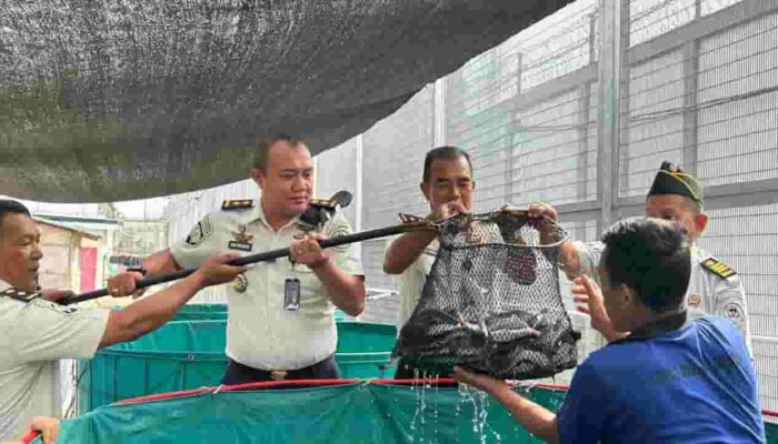 Panen Raya Lele 250 Kg, Lapas Kelas I Medan Optimalkan Program Ketahanan Pangan dan Pembinaan Kemandirian