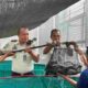 Panen Raya Lele 250 Kg, Lapas Kelas I Medan Optimalkan Program Ketahanan Pangan dan Pembinaan Kemandirian