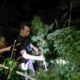 Tanam Ganja di Balik Tembok, Pria di Tanjung Morawa Diciduk Polisi! 40 Batang Setinggi 2 Meter Disita