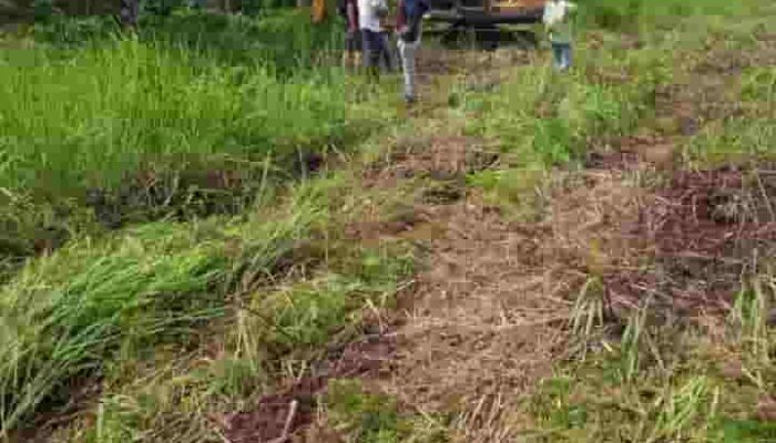 Program Ketahanan Pangan Prabowo Terancam di Labuhanbatu, Ribuan Pohon Sawit Warga Dibabat Alat Berat