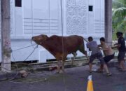 IDUL ADHA 1447 H, KEJAKSAAN TINGGI SUMATERA UTARA SEMBELIH 13 EKOR SAPI DAN 2 EKOR KAMBING