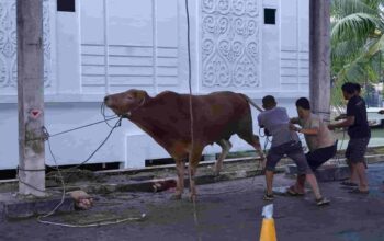 IDUL ADHA 1447 H, KEJAKSAAN TINGGI SUMATERA UTARA SEMBELIH 13 EKOR SAPI DAN 2 EKOR KAMBING