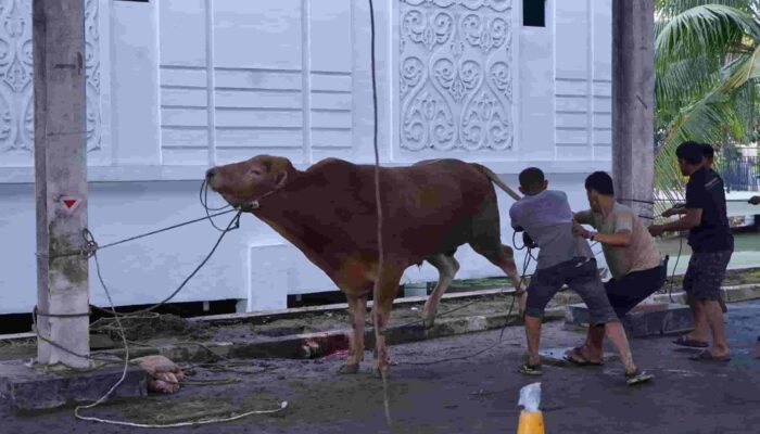 IDUL ADHA 1447 H, KEJAKSAAN TINGGI SUMATERA UTARA SEMBELIH 13 EKOR SAPI DAN 2 EKOR KAMBING