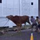 IDUL ADHA 1447 H, KEJAKSAAN TINGGI SUMATERA UTARA SEMBELIH 13 EKOR SAPI DAN 2 EKOR KAMBING