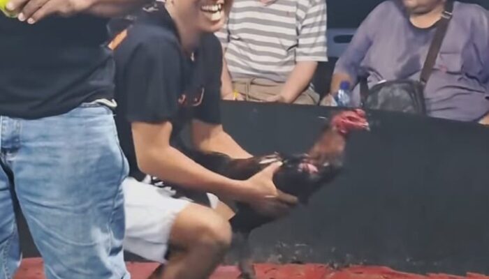 Dugaan Aktivitas Sabung Ayam di Kutalimbaru Kembali Disorot, Warga Minta Aparat Bertindak Tegas