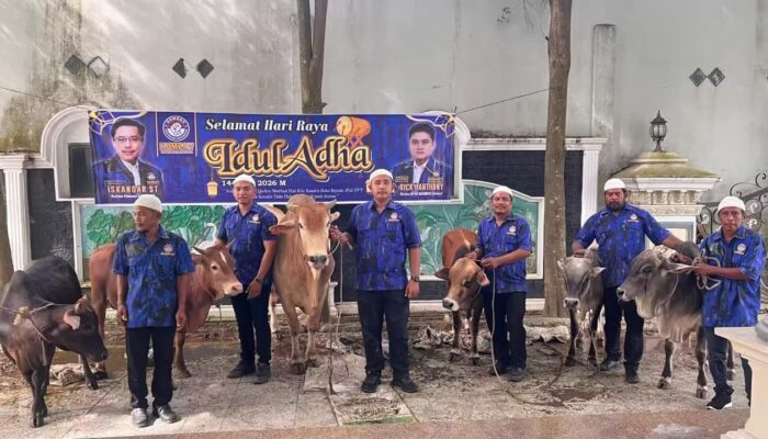 KOMBAT Sumut Sembelih 6 Ekor Sapi Kurban di Empat Lokasi pada Idul Adha 1447 H