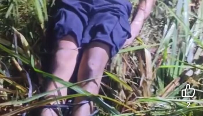 Driver Taksi Online Dibunuh, Mayat Kaki Terikat Dibuang di Kebun Tebu Bulu China