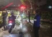 Hujan Deras dan Angin Kencang, Pohon Tumbang di Binjai