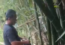 Satresnarkoba Polrestabes Medan Bongkar Modus Baru Peredaran Ganja, Disimpan di Pohon Bambu