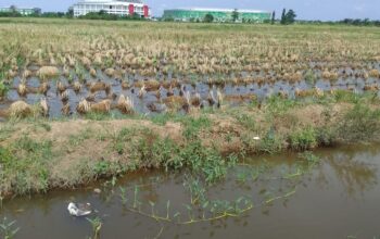 Heboh! Petani Desa Sena Mengaku Tak Lagi Boleh Garap Sawah Sport Center, Klaim Mandat Dispora Dipertanyakan Heboh! Petani Desa Sena Mengaku Tak Lagi Boleh Garap Sawah Sport Center, Klaim Mandat Dispora Dipertanyakan