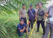 Wanita 59 Tahun Tewas di Kebun PTPN IV, Polisi Temukan Botol Racun Rumput di TKP